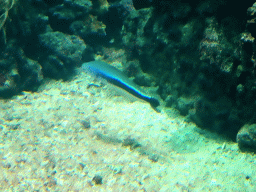 Blue Blanquillo at the Ocean Hall of Burgers` Zoo