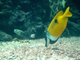 Brown-Barred Goby and Foxface Rabbitfish at the Ocean Hall of Burgers` Zoo