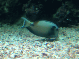 Lieutenant Surgeonfish at the Ocean Hall of Burgers` Zoo