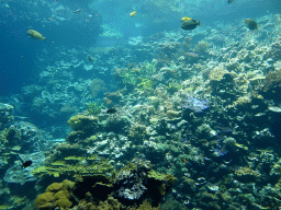 Fish and coral at the Ocean Hall of Burgers` Zoo