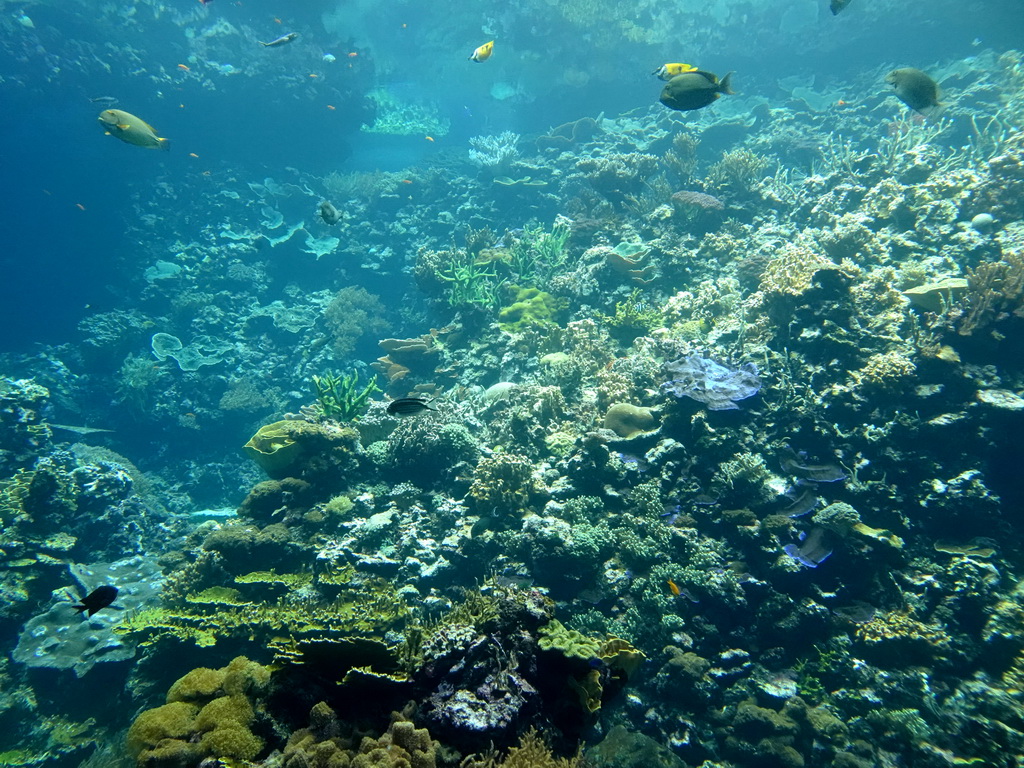 Fish and coral at the Ocean Hall of Burgers` Zoo