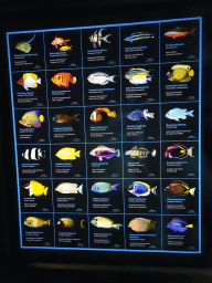 Explanation on fish species at the Ocean Hall of Burgers` Zoo