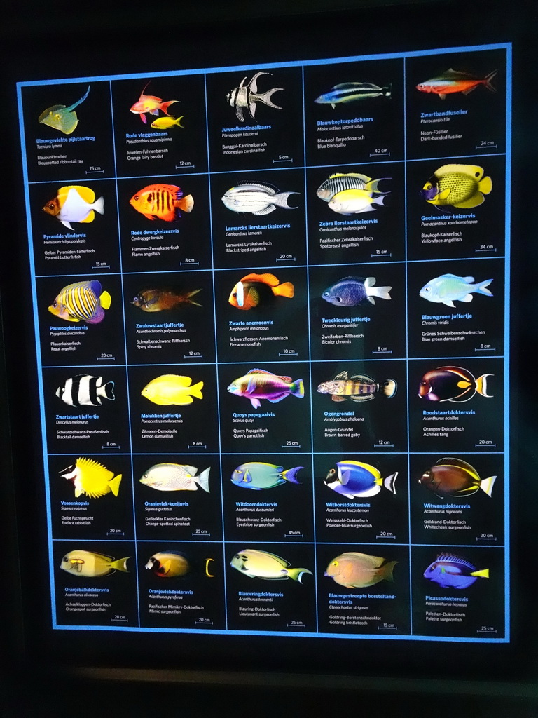 Explanation on fish species at the Ocean Hall of Burgers` Zoo