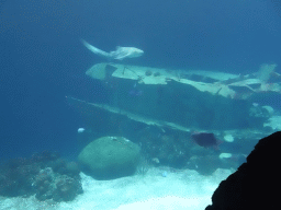 Leopard Shark, other fish and shipwreck at the Ocean Hall of Burgers` Zoo
