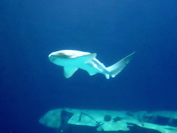 Leopard Shark at the Ocean Hall of Burgers` Zoo