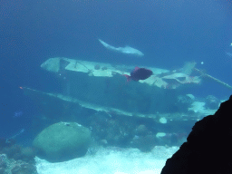 Leopard Shark, other fish and shipwreck at the Ocean Hall of Burgers` Zoo