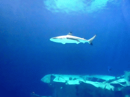 Shark at the Ocean Hall of Burgers` Zoo