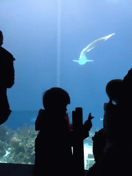 Max with a Shark at the Ocean Hall of Burgers` Zoo