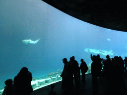 Shark, other fish and shipwreck at the Ocean Hall of Burgers` Zoo