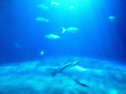 Sharks and other fish at the Ocean Hall of Burgers` Zoo