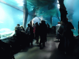 Underwater tunnel at the Ocean Hall of Burgers` Zoo