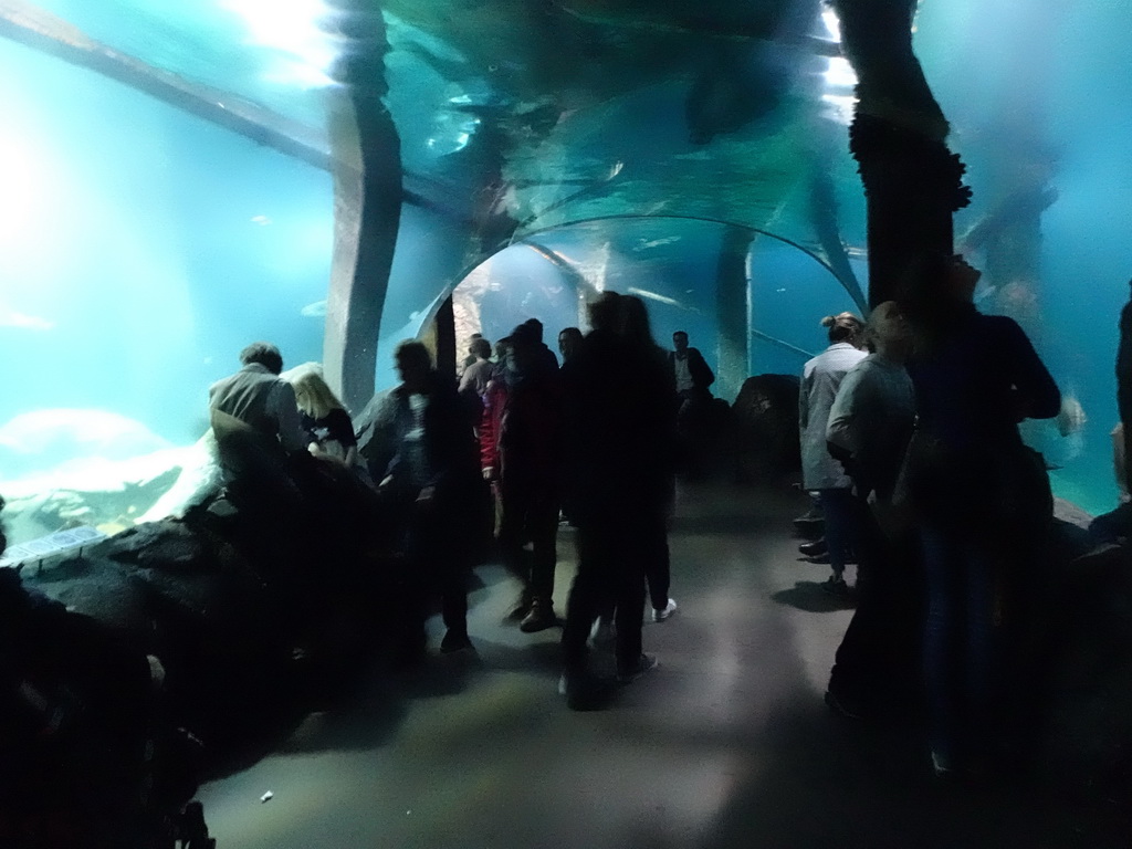 Underwater tunnel at the Ocean Hall of Burgers` Zoo