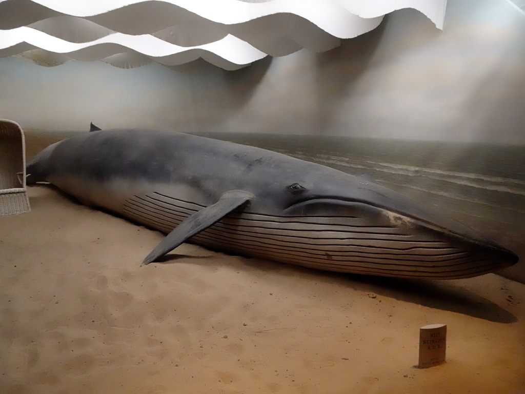 Whale statue at the Ocean Hall of Burgers` Zoo