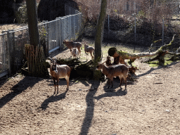 Ellipse Waterbuck at the Safari Area of Burgers` Zoo