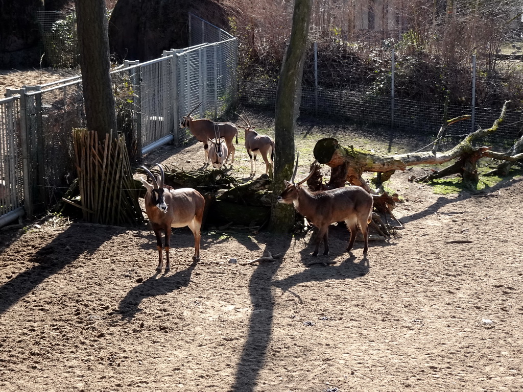 Ellipse Waterbuck at the Safari Area of Burgers` Zoo