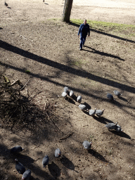 Zookeeper and Guineafowls at the Safari Area of Burgers` Zoo