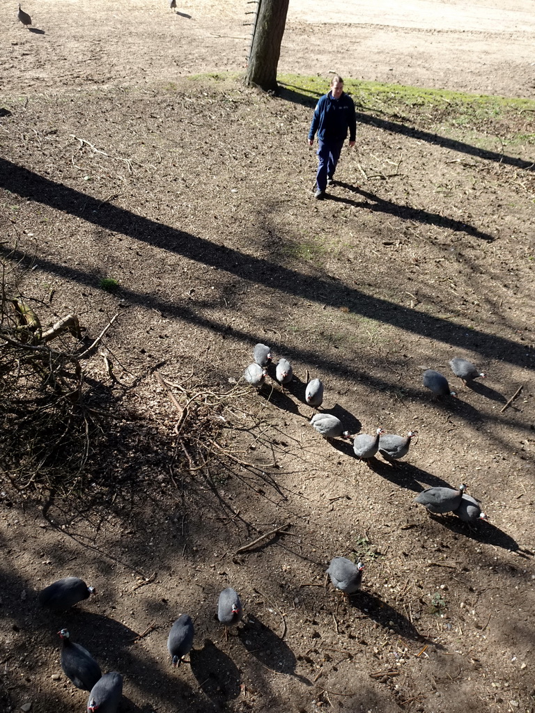 Zookeeper and Guineafowls at the Safari Area of Burgers` Zoo