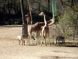 Rothschild`s Giraffes and Grant`s Zebras at the Safari Area of Burgers` Zoo