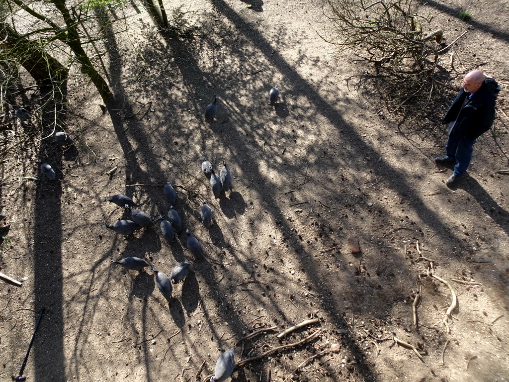 Zookeeper and Guineafowls at the Safari Area of Burgers` Zoo