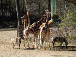 Rothschild`s Giraffes and Grant`s Zebras at the Safari Area of Burgers` Zoo