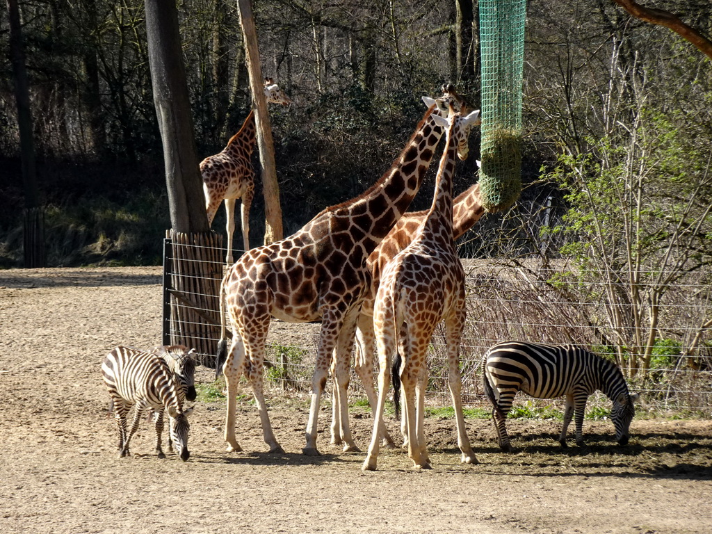 Rothschild`s Giraffes and Grant`s Zebras at the Safari Area of Burgers` Zoo