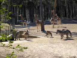 Rothschild`s Giraffes and Grant`s Zebras at the Safari Area of Burgers` Zoo