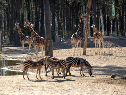 Rothschild`s Giraffes and Grant`s Zebras at the Safari Area of Burgers` Zoo