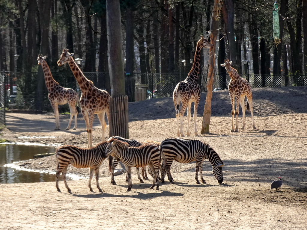 Rothschild`s Giraffes and Grant`s Zebras at the Safari Area of Burgers` Zoo