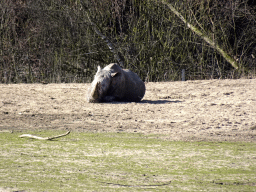 Square-lipped Rhinoceros at the Safari Area of Burgers` Zoo