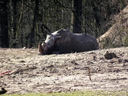 Square-lipped Rhinoceros at the Safari Area of Burgers` Zoo