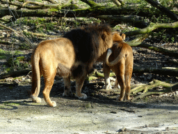 Lions at the Safari Area of Burgers` Zoo