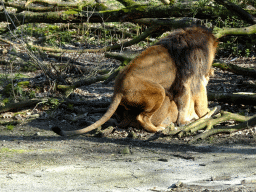 Lions at the Safari Area of Burgers` Zoo