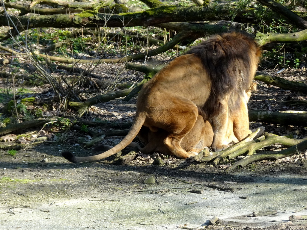 Lions at the Safari Area of Burgers` Zoo