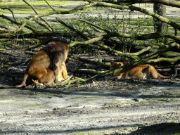 Lions at the Safari Area of Burgers` Zoo