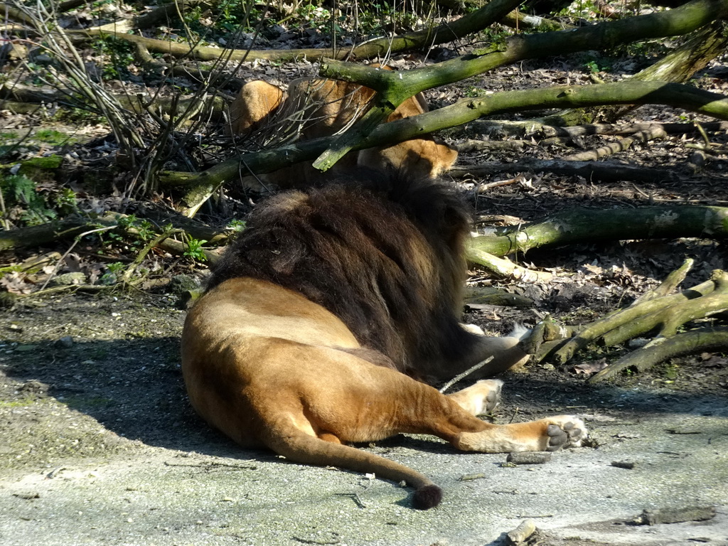 Lions at the Safari Area of Burgers` Zoo