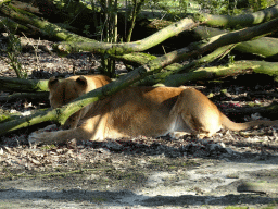 Lion at the Safari Area of Burgers` Zoo