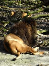 Lions at the Safari Area of Burgers` Zoo