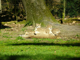 Cheetahs at the Safari Area of Burgers` Zoo
