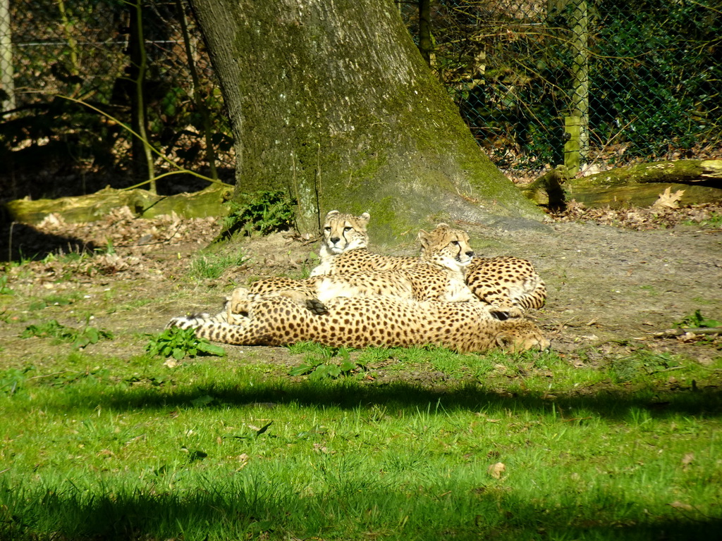 Cheetahs at the Safari Area of Burgers` Zoo