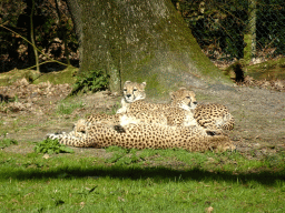 Cheetahs at the Safari Area of Burgers` Zoo