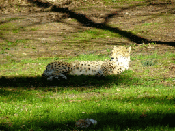 Cheetah at the Safari Area of Burgers` Zoo