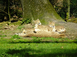 Cheetahs at the Safari Area of Burgers` Zoo