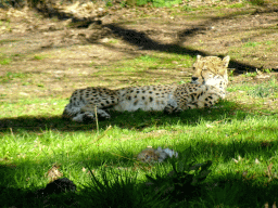 Cheetah at the Safari Area of Burgers` Zoo