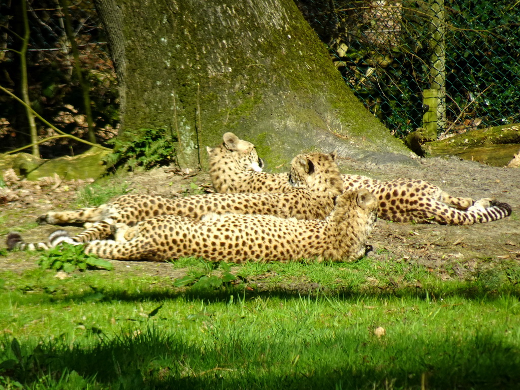 Cheetahs at the Safari Area of Burgers` Zoo