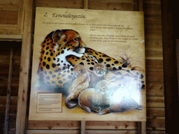 Information on the family life of Cheetahs at the Safari Area of Burgers` Zoo