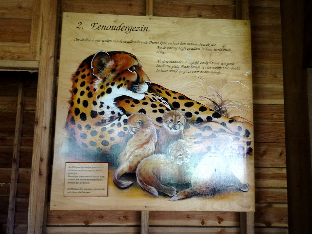 Information on the family life of Cheetahs at the Safari Area of Burgers` Zoo