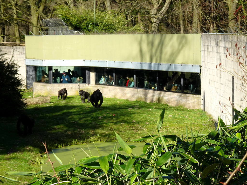 Western Gorillas at the Park Area of Burgers` Zoo