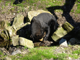 Sun Bear at the Rimba Area of Burgers` Zoo