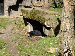 Sun Bear at the Rimba Area of Burgers` Zoo