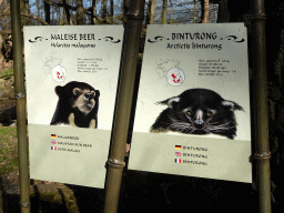 Explanation on the Sun Bear and the Binturong at the Rimba Area of Burgers` Zoo
